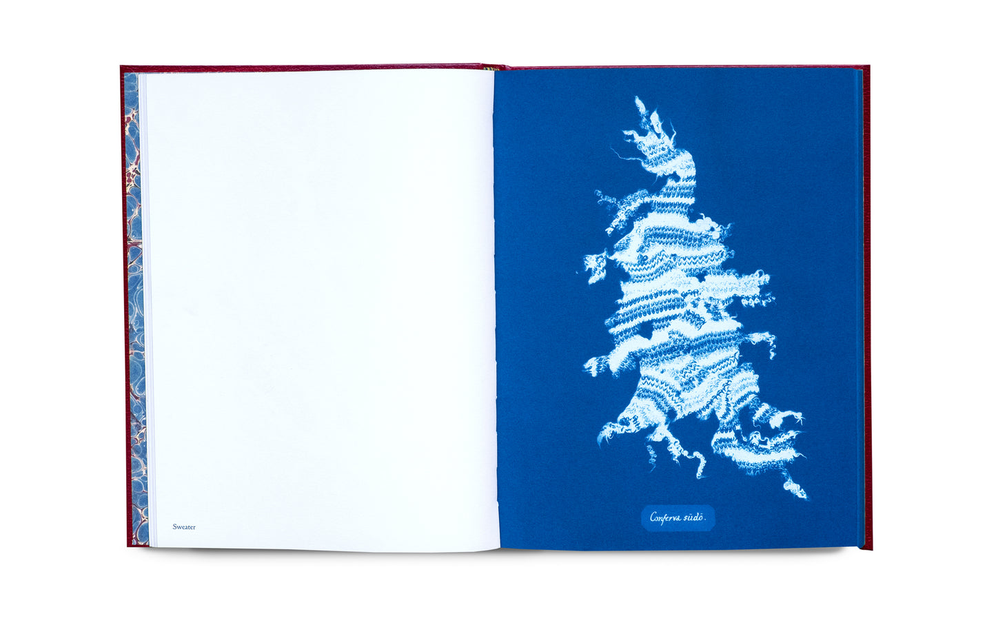 Photographs of British Algae: Cyanotype Imperfections - Signed