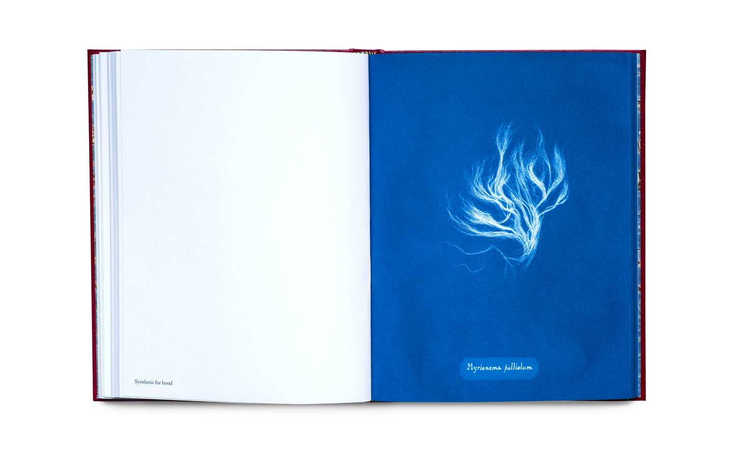 Photographs of British Algae: Cyanotype Imperfections