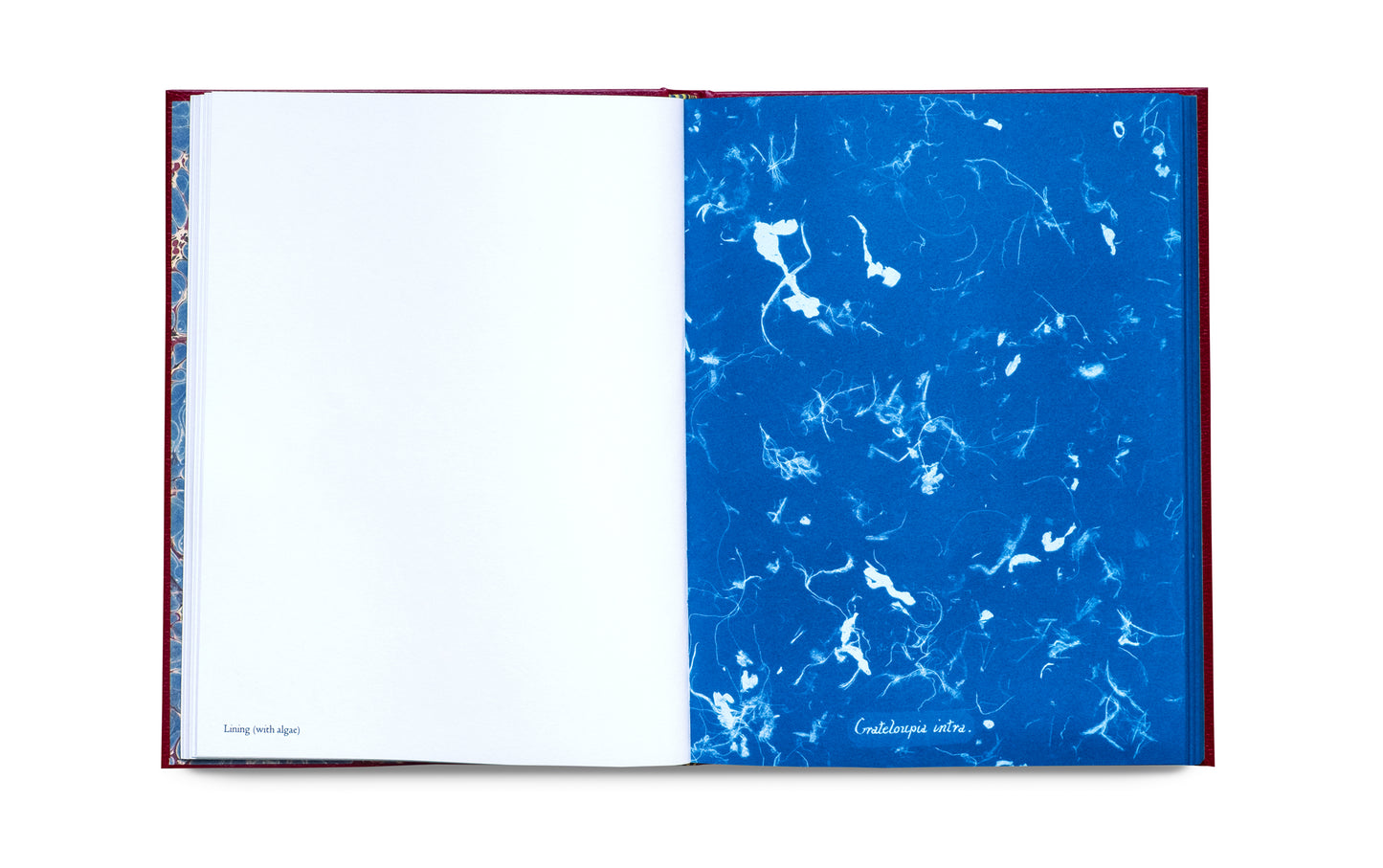 Photographs of British Algae: Cyanotype Imperfections - Signed