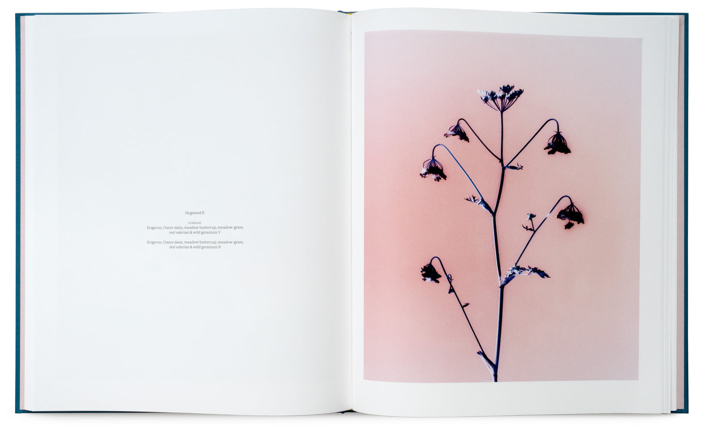 Flowers for Bea - Signed