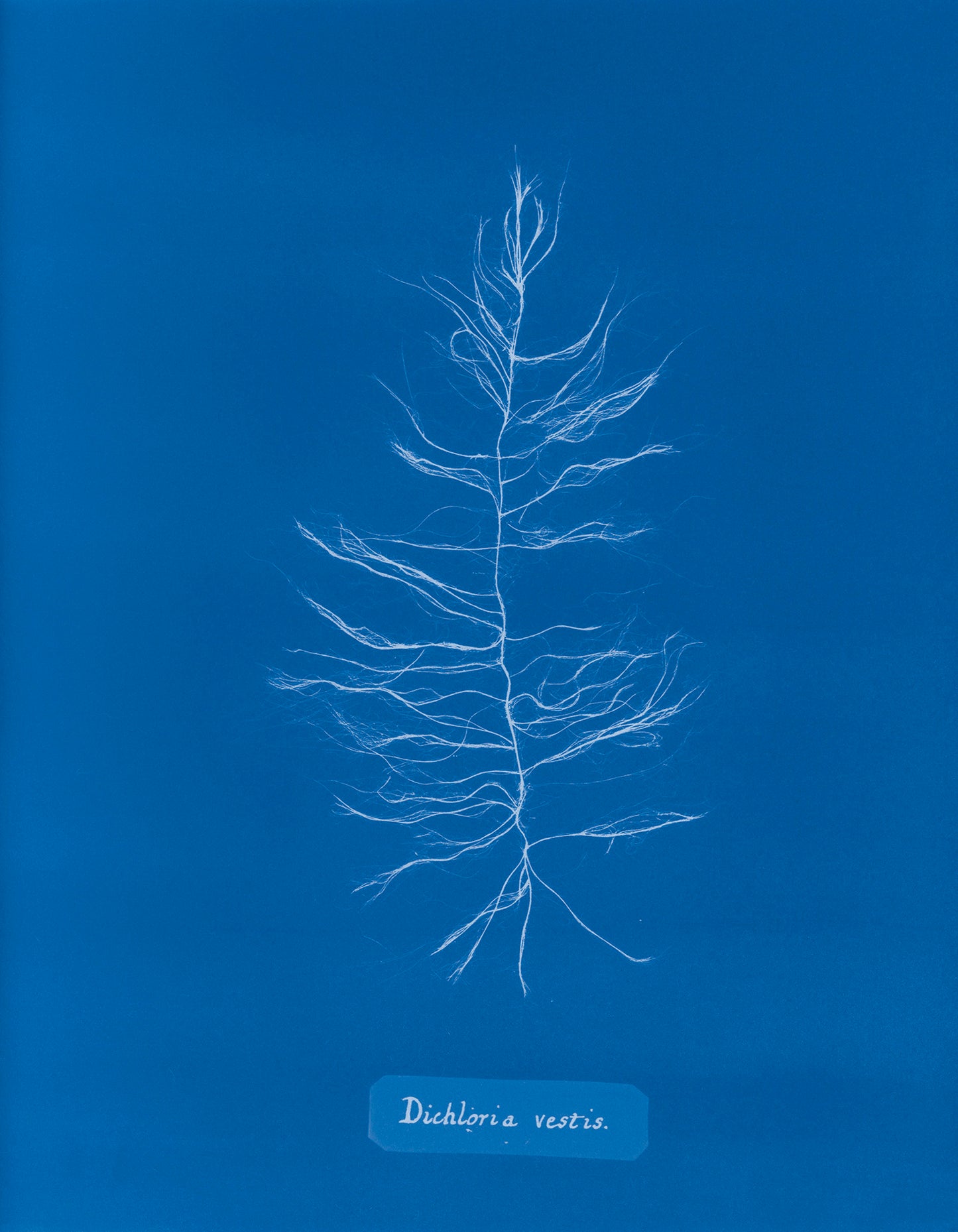 Photographs of British Algae: Cyanotype Imperfections - Signed