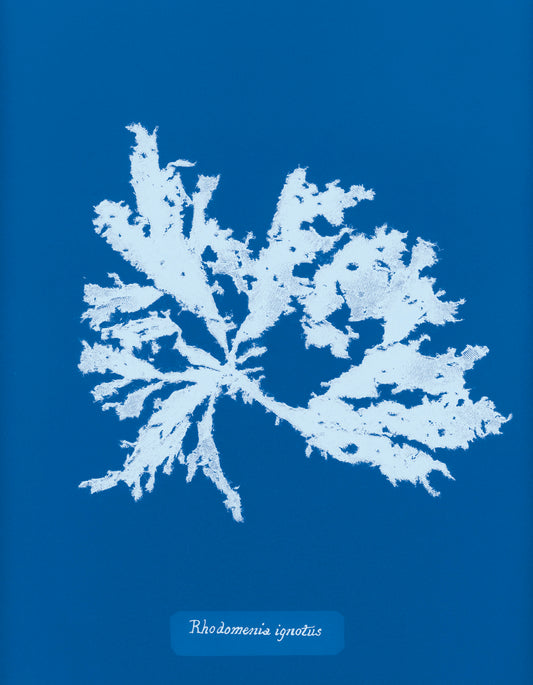 Photographs of British Algae: Cyanotype Imperfections - Signed