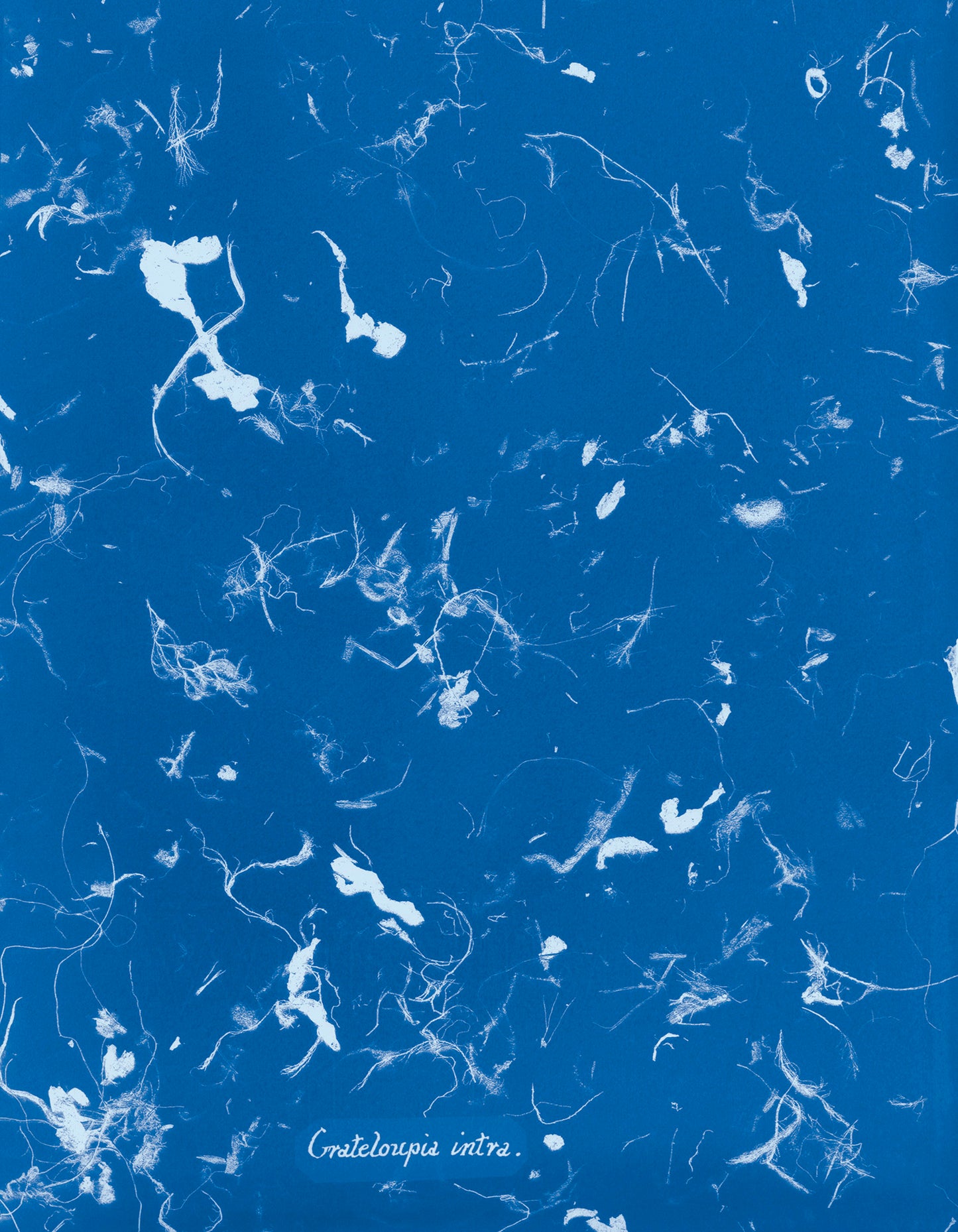 Photographs of British Algae: Cyanotype Imperfections - Signed