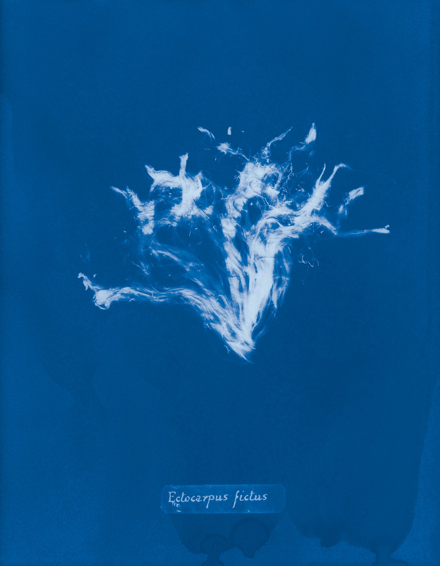 Photographs of British Algae: Cyanotype Imperfections - Signed