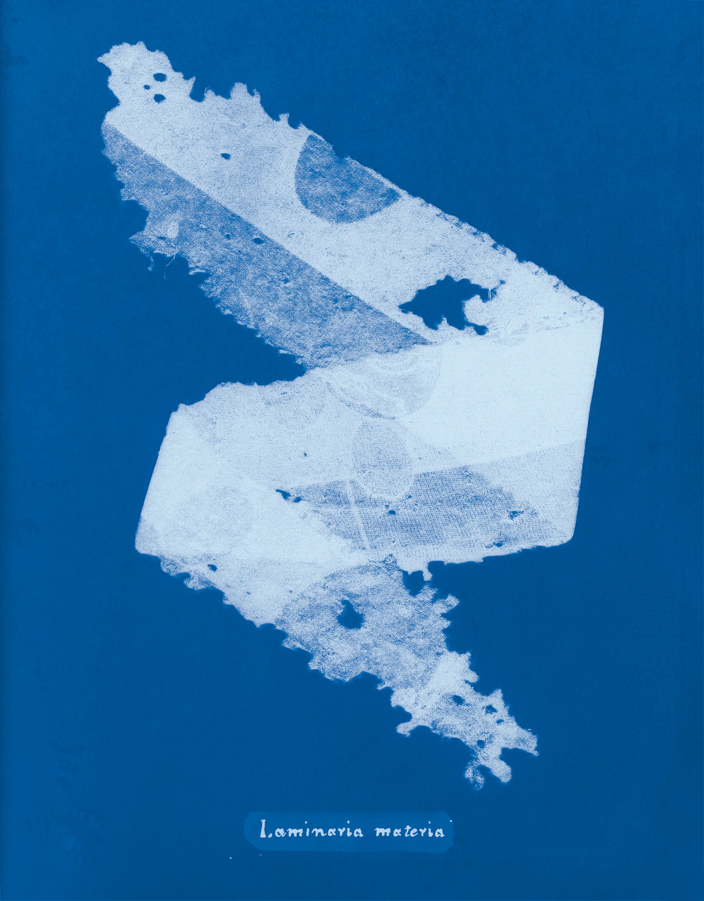 Photographs of British Algae: Cyanotype Imperfections - Signed