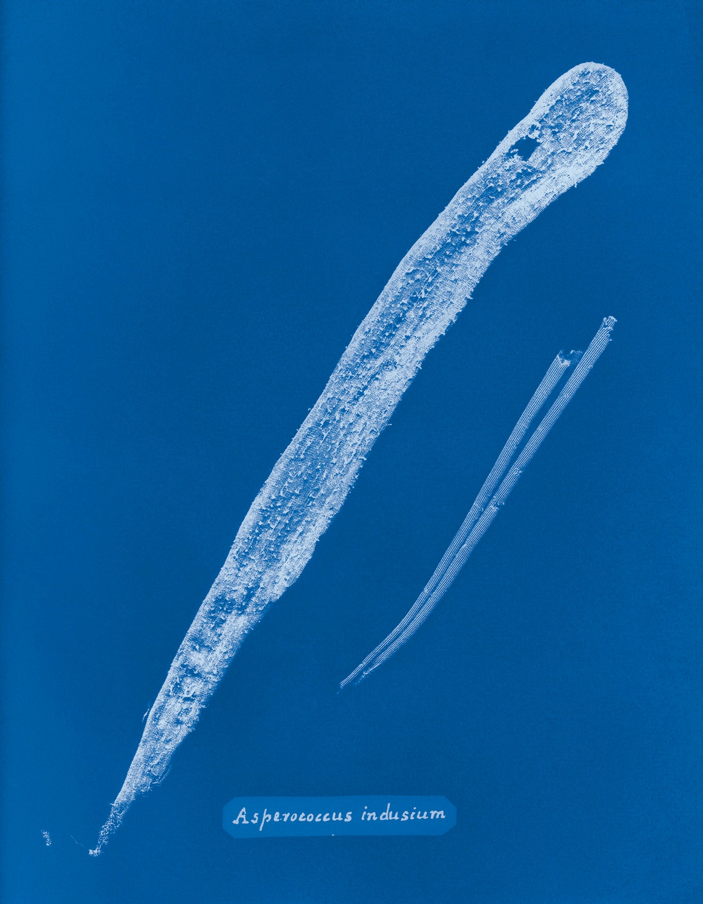 Photographs of British Algae: Cyanotype Imperfections - Signed